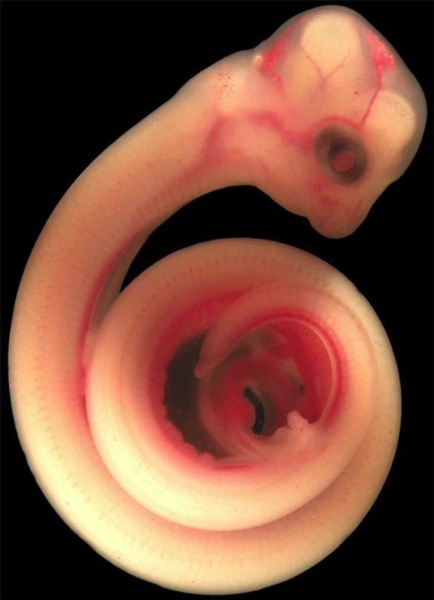 動物胎児画像10.jpg