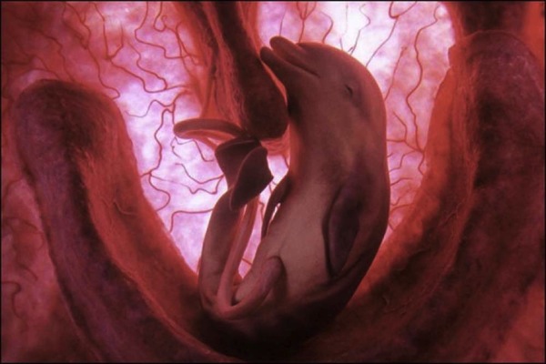 動物胎児画像1.jpg