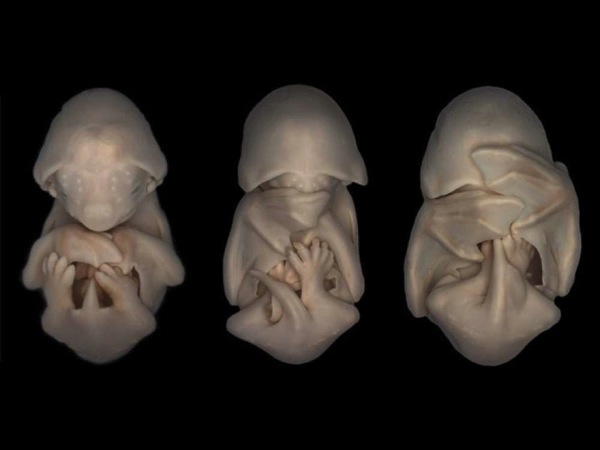 動物胎児画像2.jpg